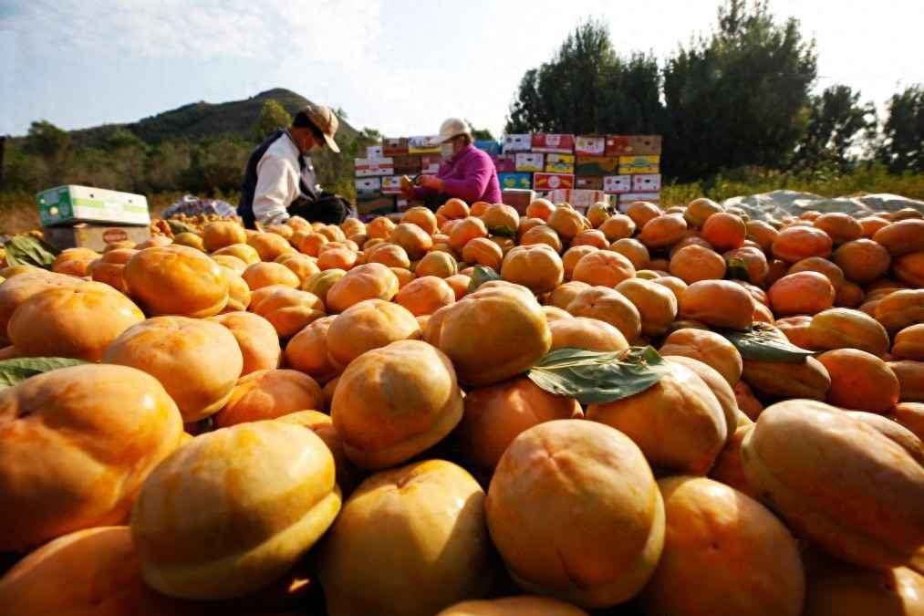 和润电力管 “红灯笼”下话振兴——“柿子沟”丰收一线见闻