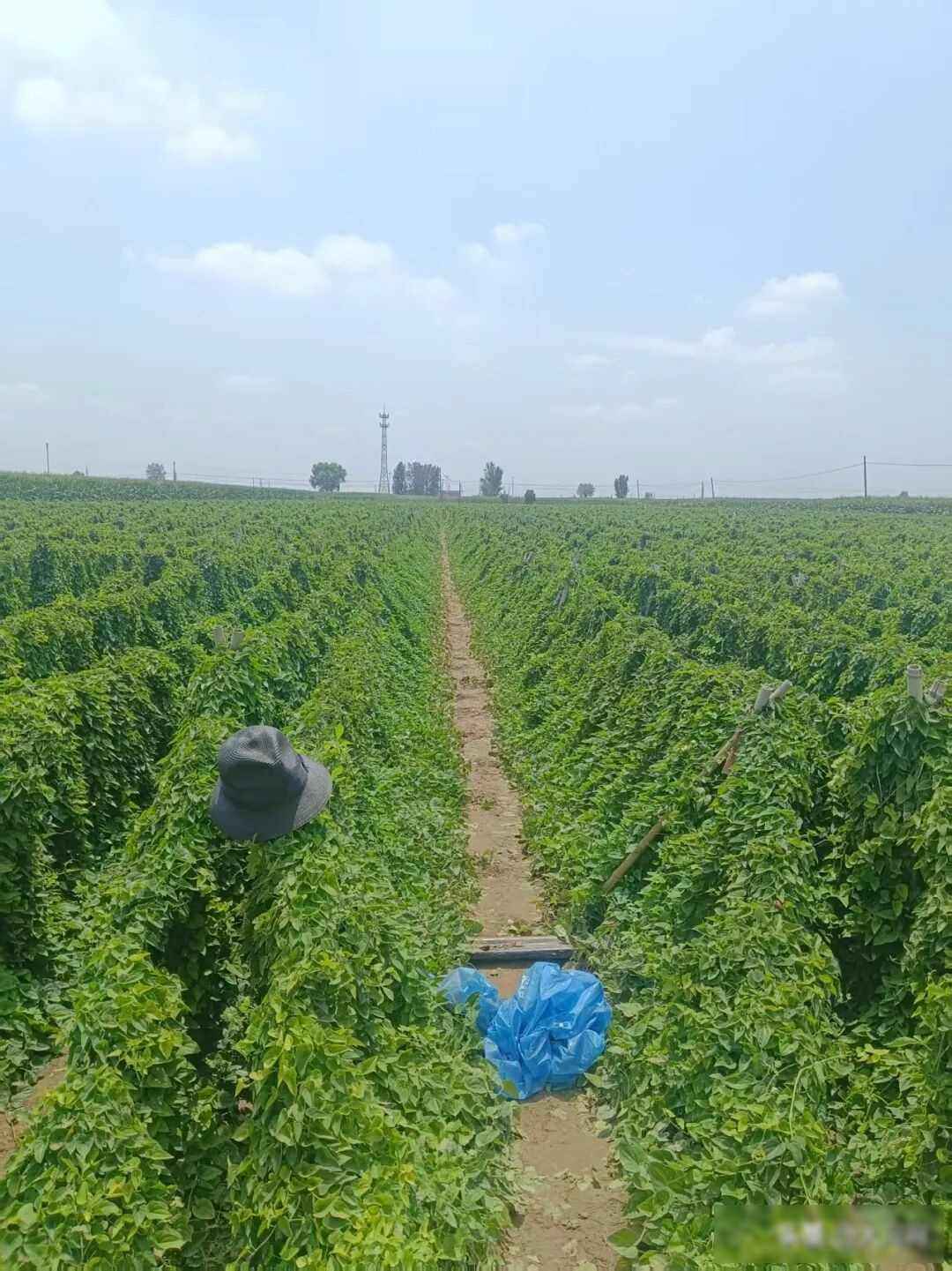 地埋电力管安全警示：兄弟触电悲剧揭露隐藏杀机