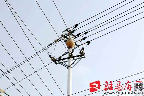 电力蜂窝管16孔：国网泌阳县供电公司消除蜂窝隐患，保障供电安全